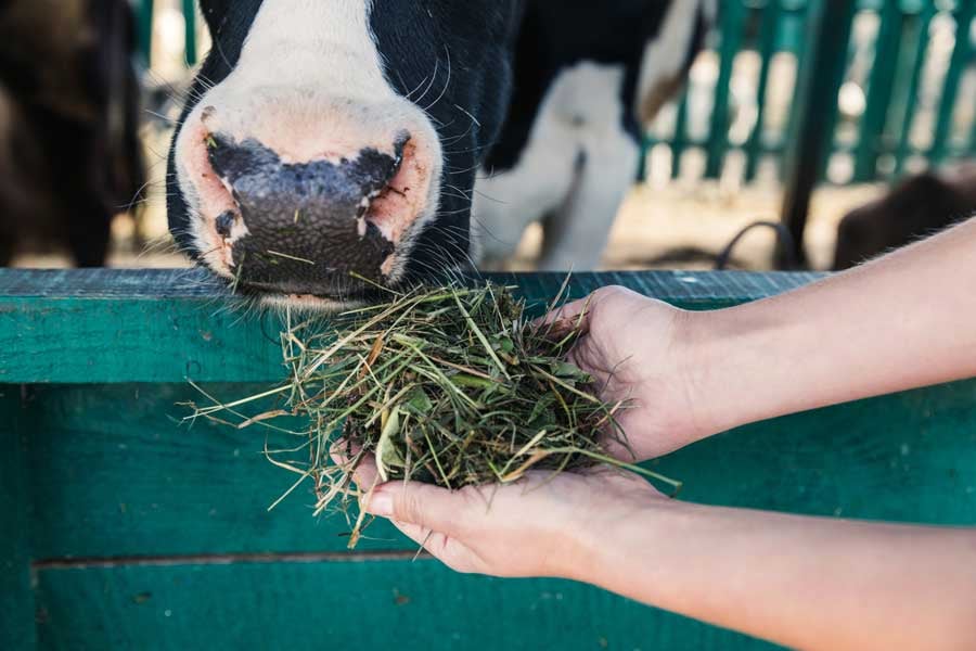 RumenGlas ruminant feed additive