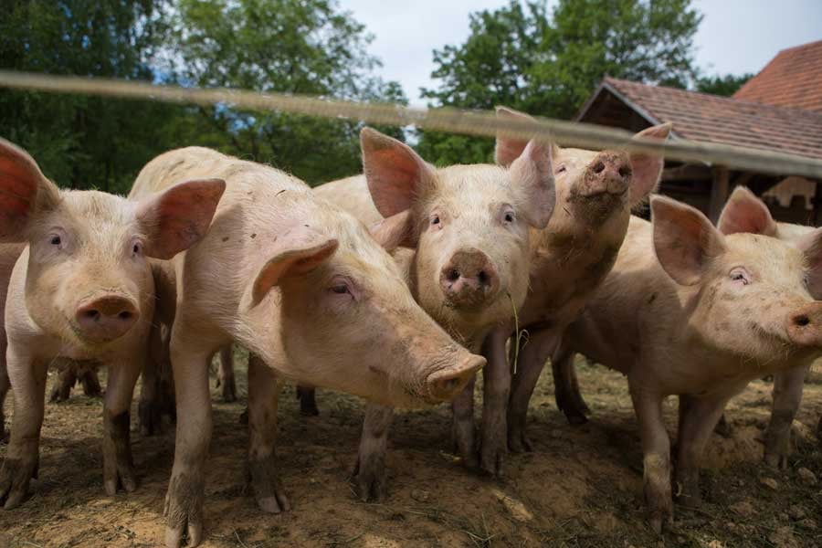 GasAbate manure management additive